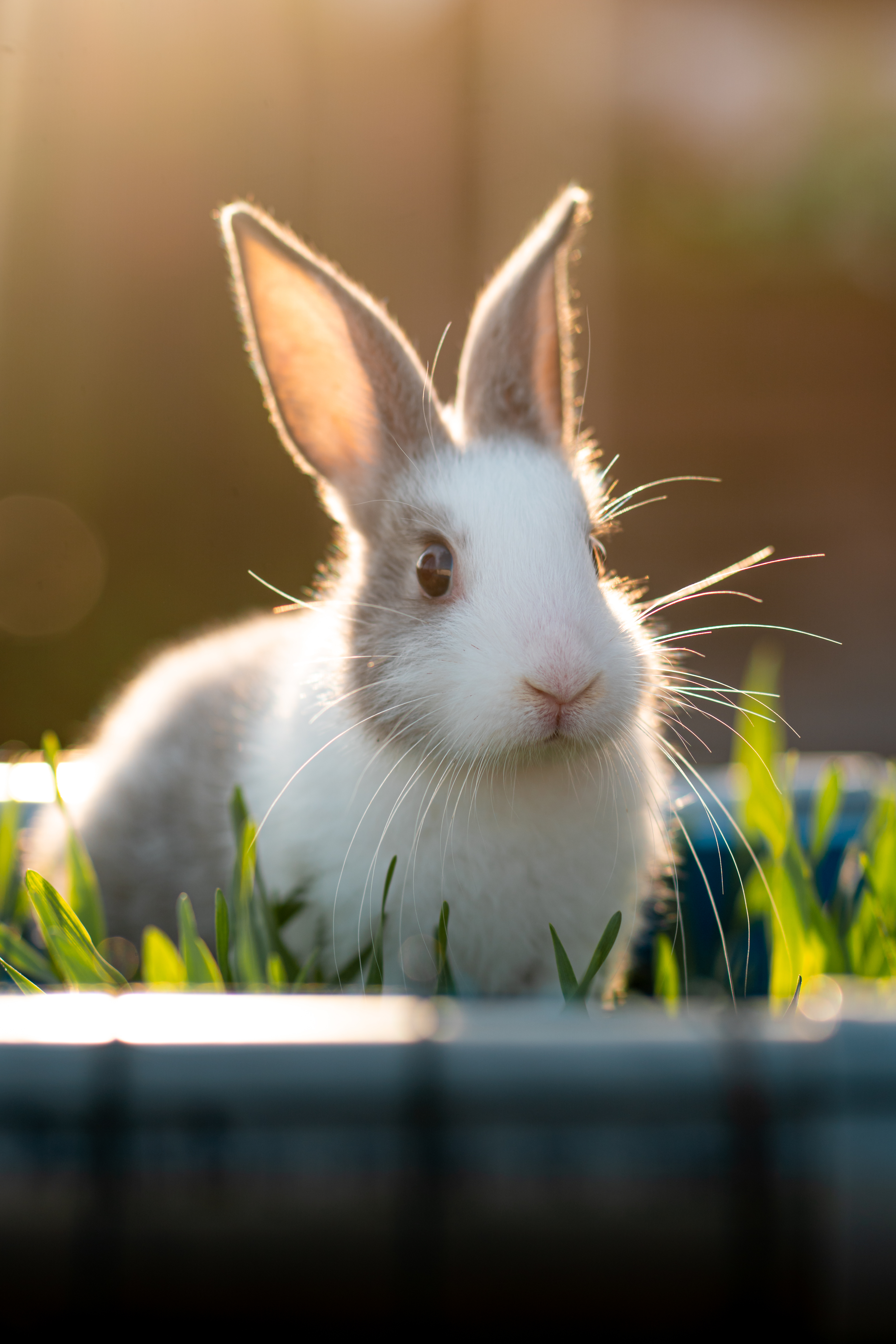 shutterstock_1986979979